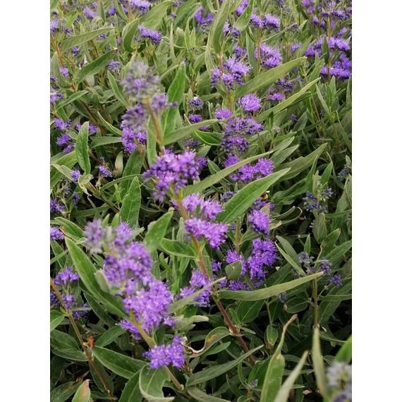 kék virágú kékszakáll ősszel virágzó cserje Caryopteris x clandonensis Kew Blue gabiplantshop online dísznövény webáruház