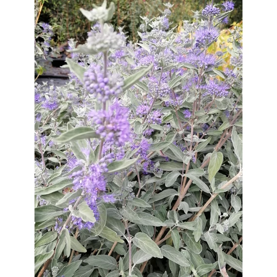 kék virágú szüke levelű kékszakáll ősszel virágzó cserje Caryopteris x clandonensis Sterling Silver gabiplantshop online dísznövény webáruház