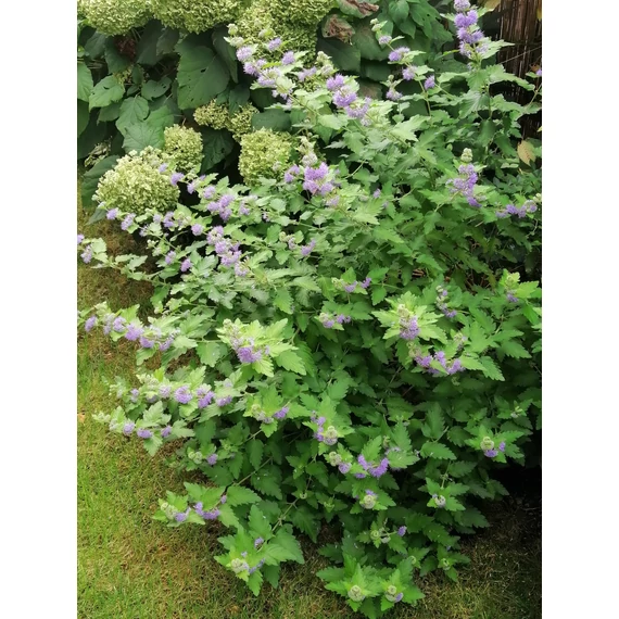 kék virágú sárga levelű kékszakáll ősszel virágzó cserje Caryopteris x clandonensis Worchester Gold gabiplantshop online dísznövény webáruház