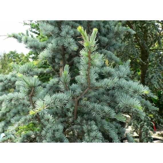 kékesszürke-cédrus-fenyő-Cedrus-atlantica-glauca
