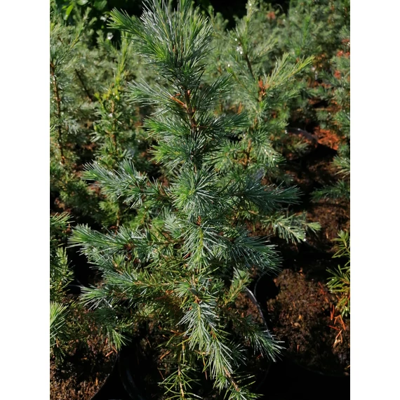 szürkészöld-fenyő-cédrus-magas-Cedrus-atlantica