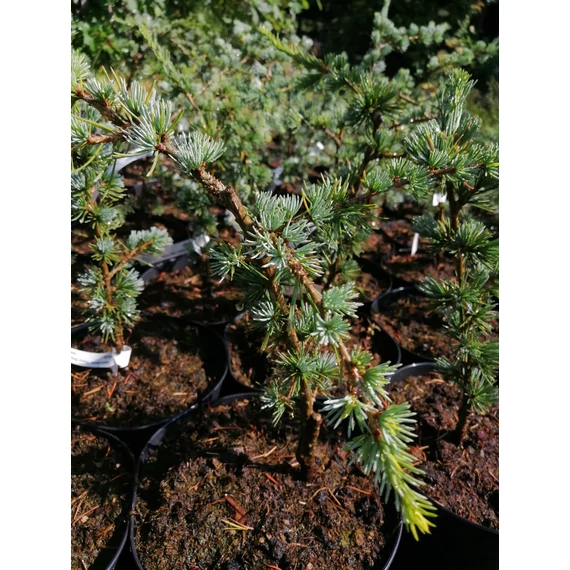 kékeszöld-csüngő-fenyő-cédrus-Cedrus-atlantica-Glauca-Pendula