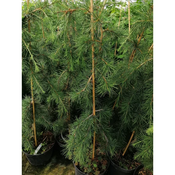 csüngő-fenyő-cédrus-Cedrus-deodara-Pendula