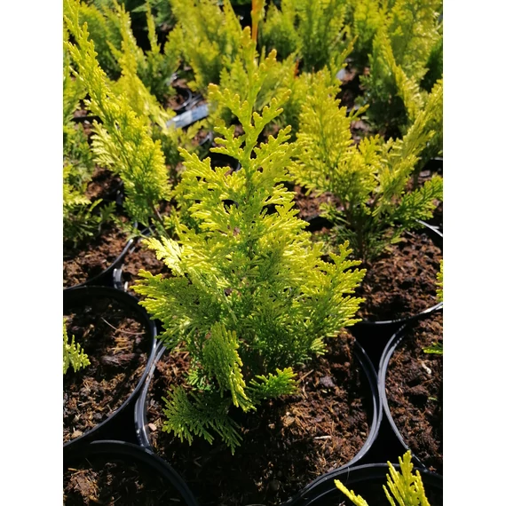 Chamaecyparis lawsoniana Ivonne (Sárgalombú hamisciprus)