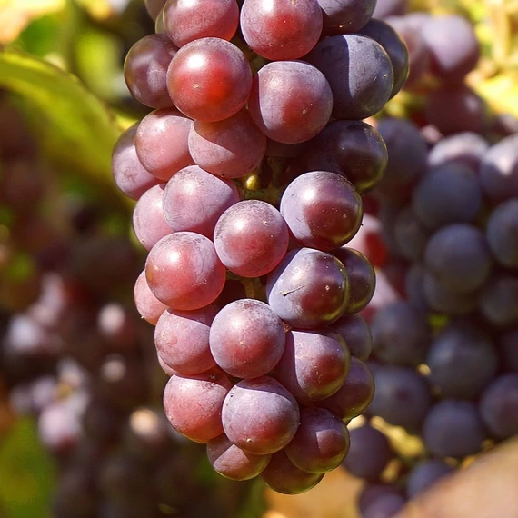 piros-csemegeszőlő-chasselais