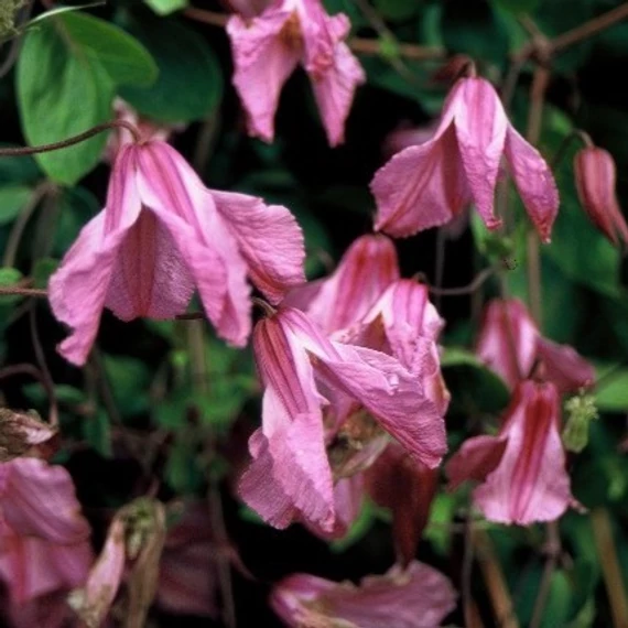 rózsaszínvirág-réti-iszalag-kúszó-Clematis-Alionushka