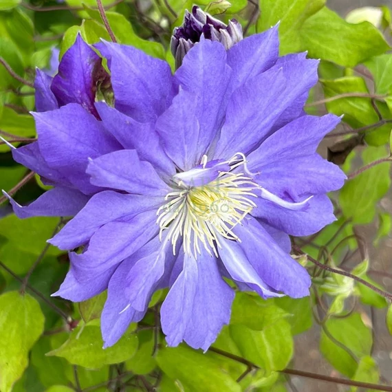 kékvirág-kúszó-Clematis-Copernicus