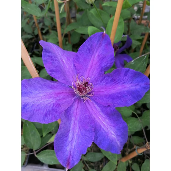 Clematis The President (Kékvirágú klematisz)