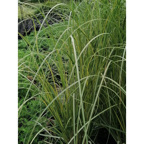 sárga levelű pampafű Cortaderia selloana Golden Goblin gabiplantshop online dísznövény webáruház