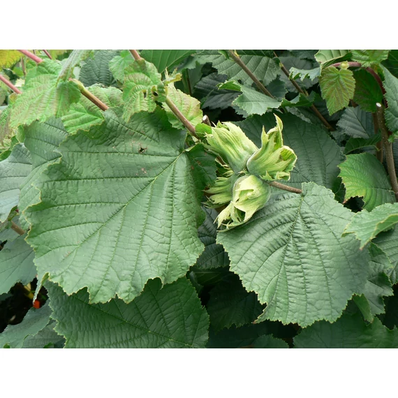 csonthéjas gyümölcs mogyoró Corylus avellana gabiplantshop webáruház