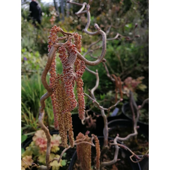 Corylus avellana Red Majestic (Csavartvesszejű vérmogyoró)