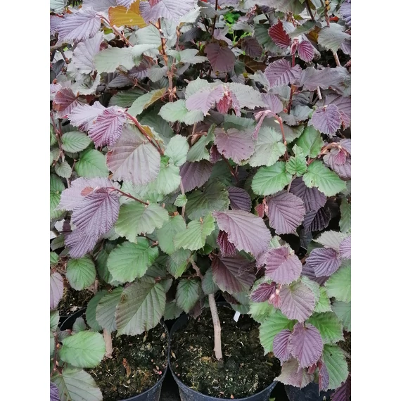 Corylus maxima Purpurea (Vérmogyoró)