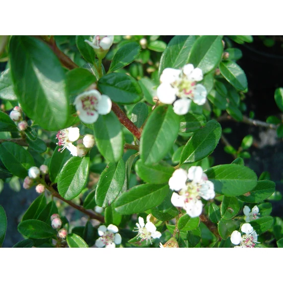 örökzöld alacsony kúszó madárbirs talajtakaró biros bogyós Cotoneaster dammeri Eichholz gabiplantshop dísznövény webáruház