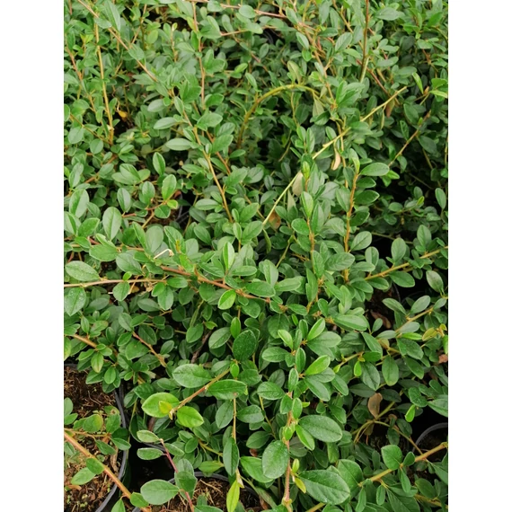 örökzöld alacsony kúszó madárbirs talajtakaró biros bogyós Cotoneaster dammeri Miranda gabiplantshop dísznövény webáruház