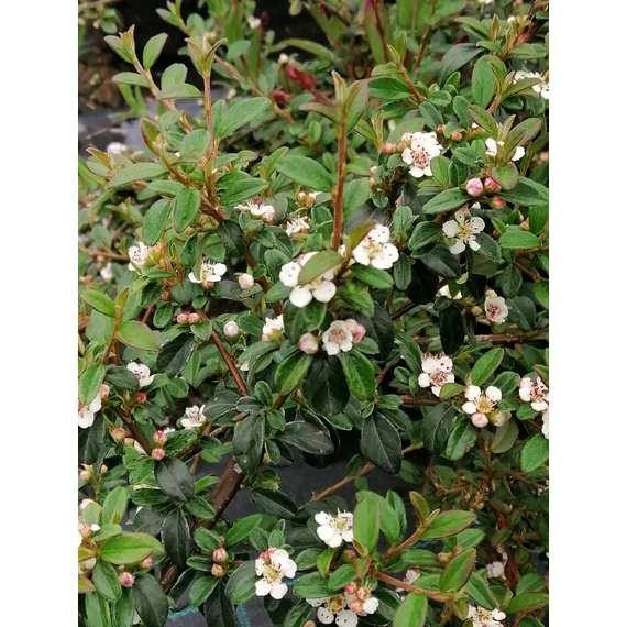 örökzöld alacsony kúszó madárbirs talajtakaró biros bogyós Cotoneaster dammeri Royal Carpet gabiplantshop dísznövény webáruház