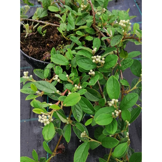 örökzöld alacsony kúszó madárbirs talajtakaró biros bogyós Cotoneaster dammeri Schoon gabiplantshop dísznövény webáruház