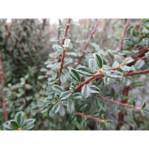 lombhullató magas madárbirs talajtakaró biros bogyós Cotoneaster microphyllus gabiplantshop dísznövény webáruház