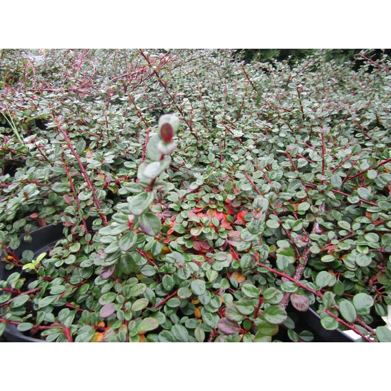 örökzöld alacsony kúszó madárbirs talajtakaró biros bogyós Cotoneaster procumbens Queen of Carpet gabiplantshop dísznövény webáruház
