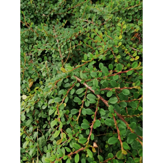örökzöld alacsony kúszó madárbirs talajtakaró biros bogyós Cotoneaster procumbens Streibs Findling gabiplantshop dísznövény webáruház