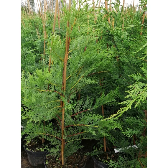 Cupressocyparis x leylandii (Leyland ciprus)