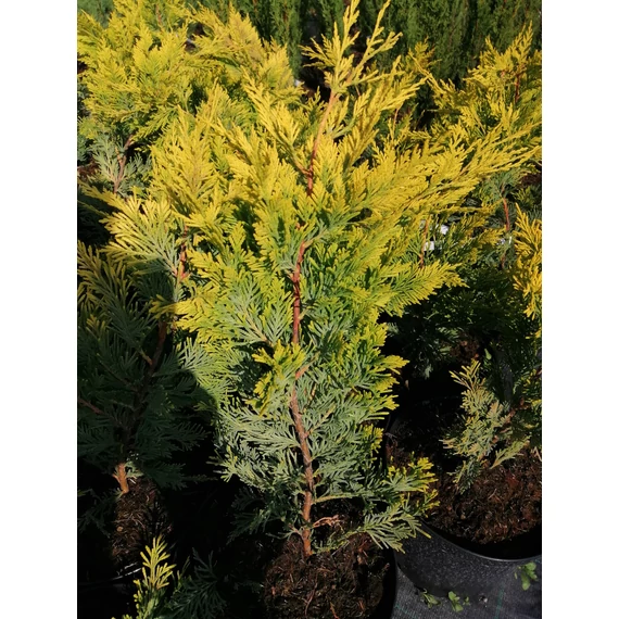 Cupressocyparis x leylandii Gold Rider (Arany leyland ciprus)