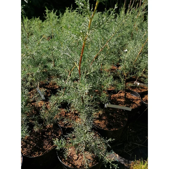 Cupressus arizonica Fastigiata (Kék arizoniai ciprus)