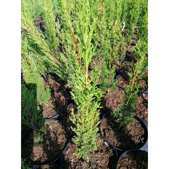 Cupressus sempervirens Totem (Oszlopos ciprus)