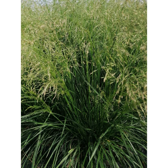 Deschampsia cespitosa Palava (Sédbúza)