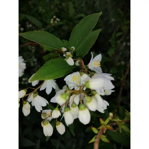 Deutzia gracilis Nikko (Törpe gyöngyvirágcserje)