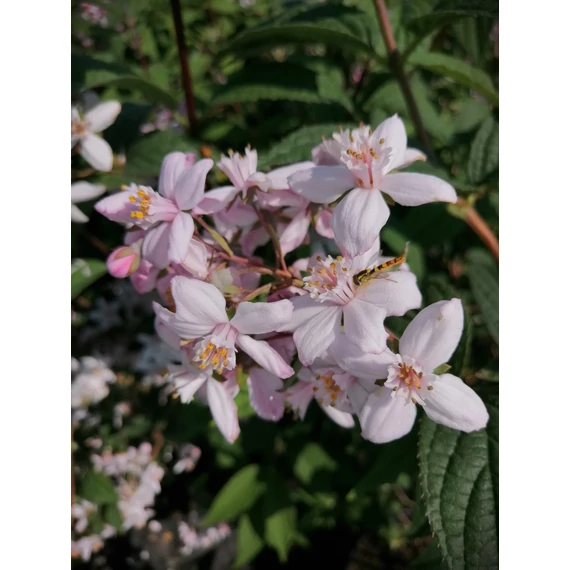 Deutzia x hybrida Mont Rose (Rózsaszín virágú gyöngyvirágcserje)