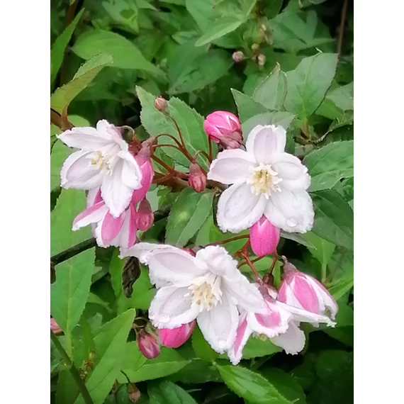 Deutzia purpurascens Kalmiiflora (Rózsaszín virágú gyöngyvirágcserje)