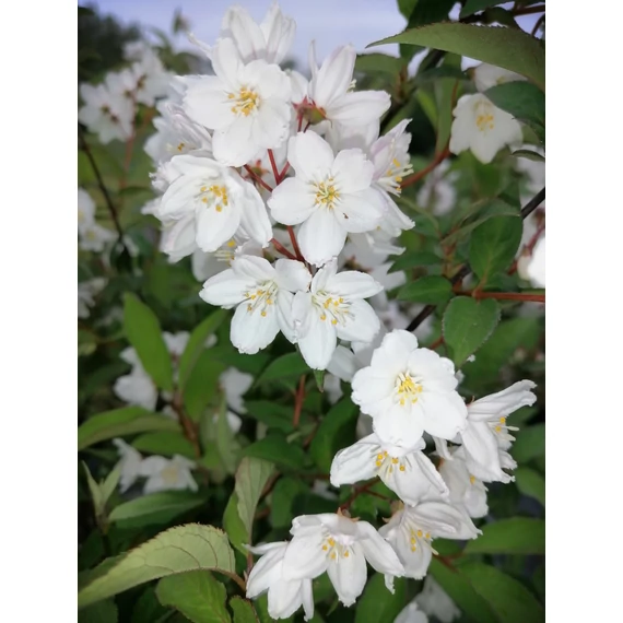 Deutzia x rosea Campanulata (Harangvirágú gyöngyvirágcserje)