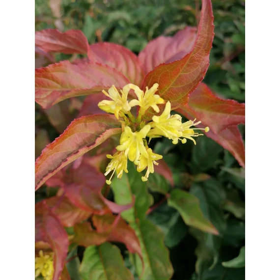 Diervilla sessilifolia (Keskenylevelű sárgalonc)