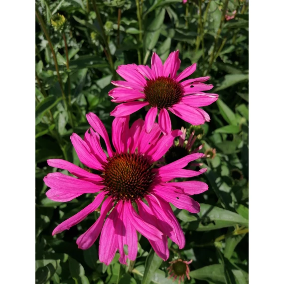 Echinacea purpurea Purple Emperor (Kasvirág)