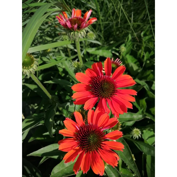 Echinacea purpurea Big Kahuna (Kasvirág)