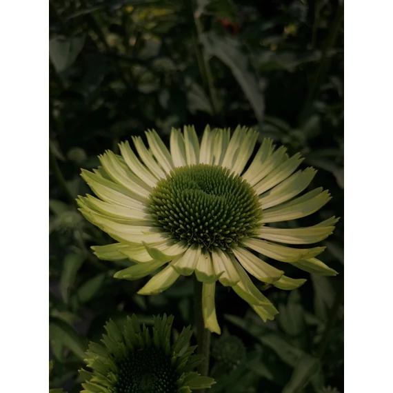Echinacea purpurea Green Jewel (Sárgászöld virágú kasvirág)