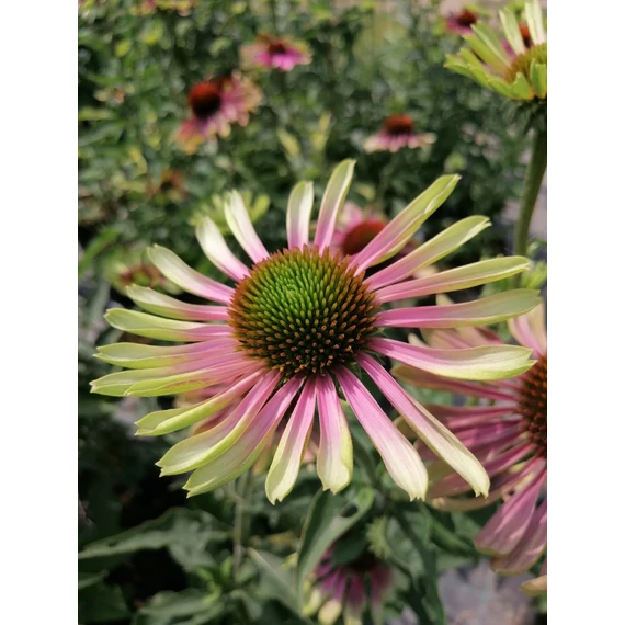 Echinacea purpurea Green Twister (Zöldesrózsaszín virágú kasvirág)