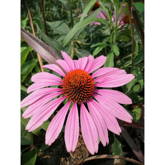 Echinacea purpurea Magnus (Kasvirág)