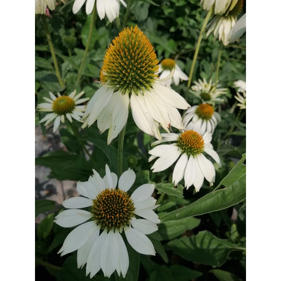 Echinacea purpurea White Swan (Fehér virágú kasvirág)