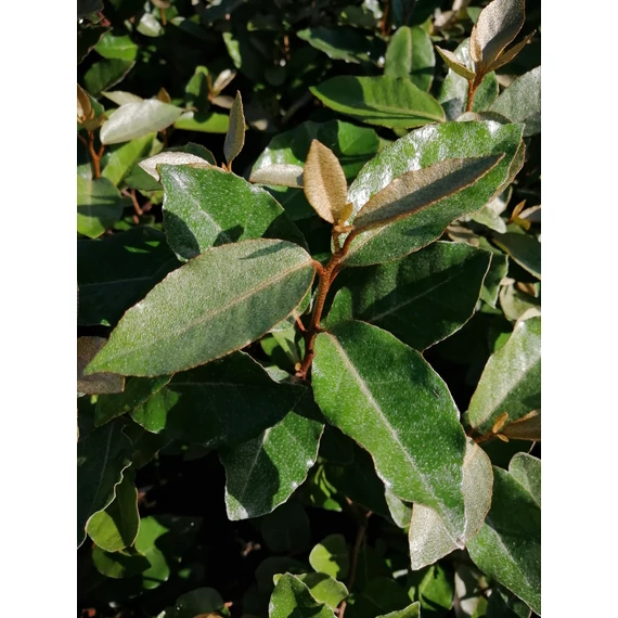 Elaeagnus ebbingei Compacta (Széleslevelű ezüstfa)