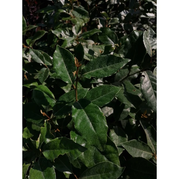 Elaeagnus ebbingei (Széleslevelű ezüstfa)