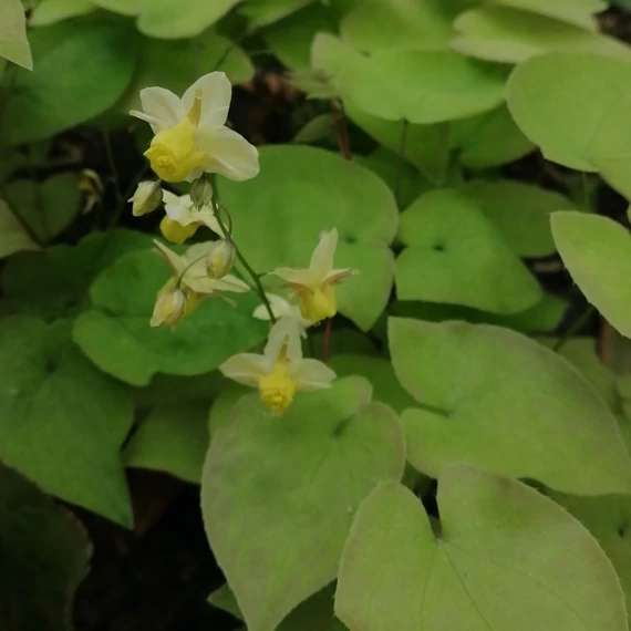 sárgavirágú-talajtakaró-évelő_Epimedium