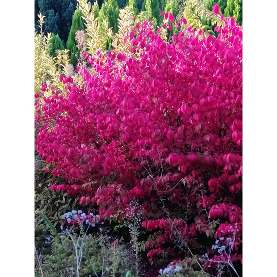 piros őszi lombszín szárnyas kecskerágó kompakt Euonymus alatus Compactus gabiplantshop webáruház