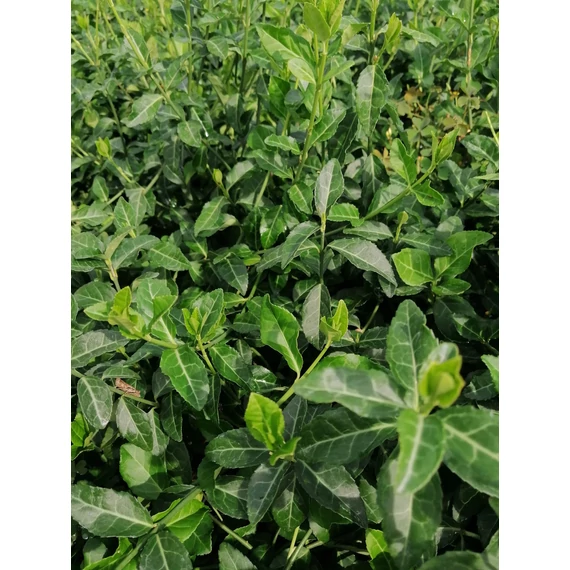 örökzöld kúszó kecskerágó cserje Euonymus fortunei Coloratus gabiplantshop webáruház