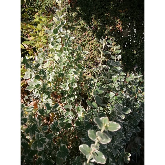 Euonymus fortunei Emerald Gaiety (Fehértarka talajtakaró kecskerágó)