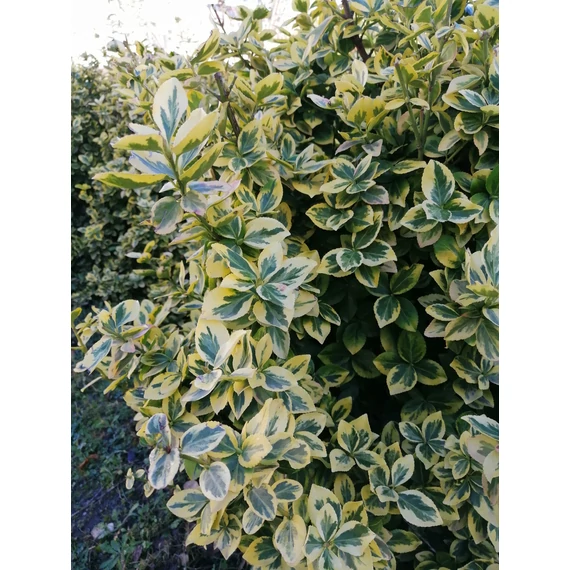 Euonymus fortunei Emerald'n Gold (Sárgatarka talajtakaró kecskerágó)