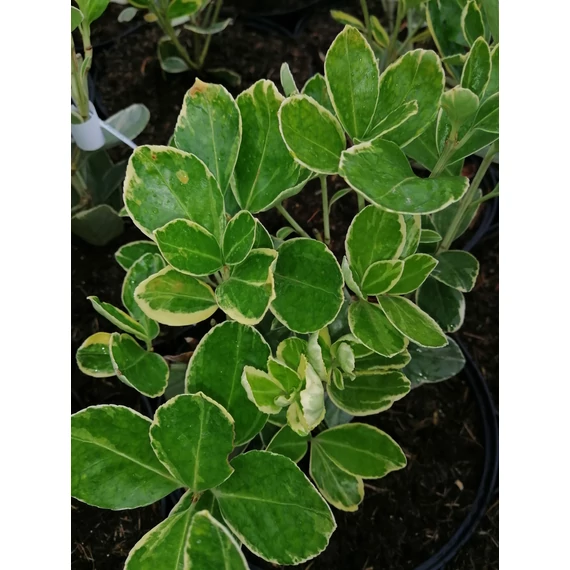 Euonymus japonicus Albomarginatus (Fehér szegélyű japán  kecskerágó)