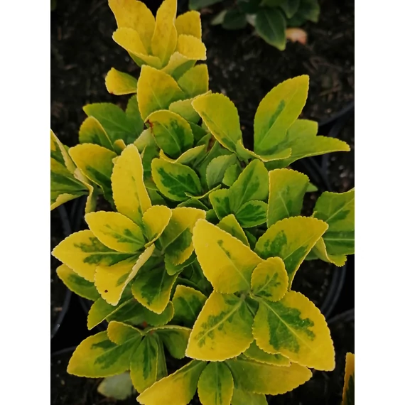 Euonymus japonicus Aureomarginatus (Sárga szegélyű japán kecskerágó)