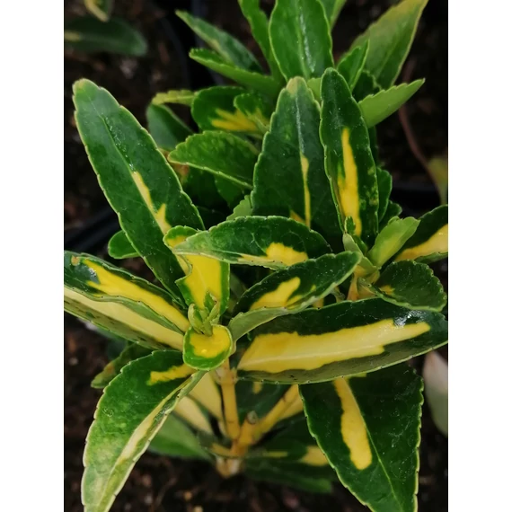 Euonymus japonicus Aureus (Sárgatarka levelű japán kecskerágó)