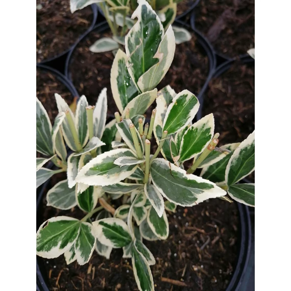 Euonymus japonicus Bravo (Fehértarka levelű kecskerágó)